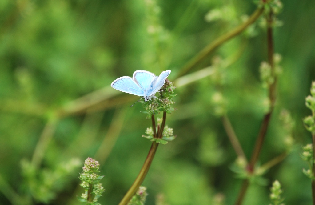 Polyommatus da id